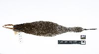 Image of Tringa melanoleuca