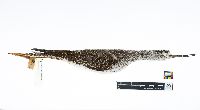 Tringa melanoleuca image