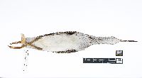 Tringa melanoleuca image