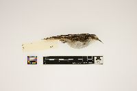 Certhia americana image
