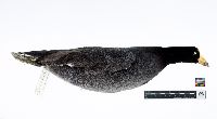 Fulica americana image