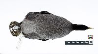 Fulica americana image