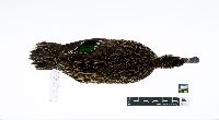 Anas crecca image