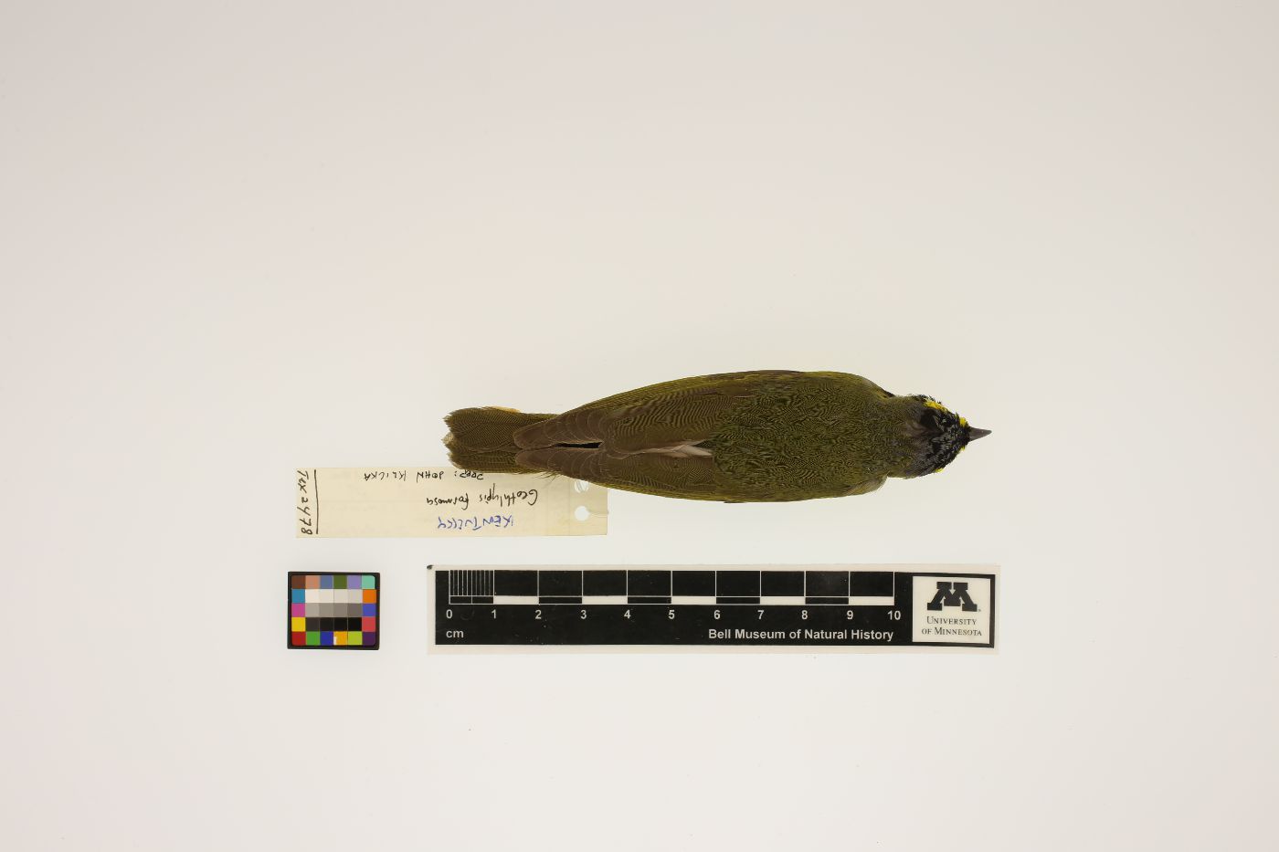 Geothlypis formosa image