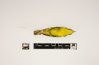 Geothlypis formosa image