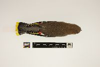 Bombycilla garrulus image