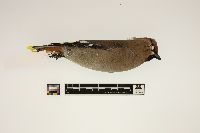 Bombycilla garrulus image