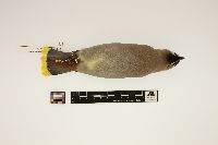 Bombycilla garrulus image