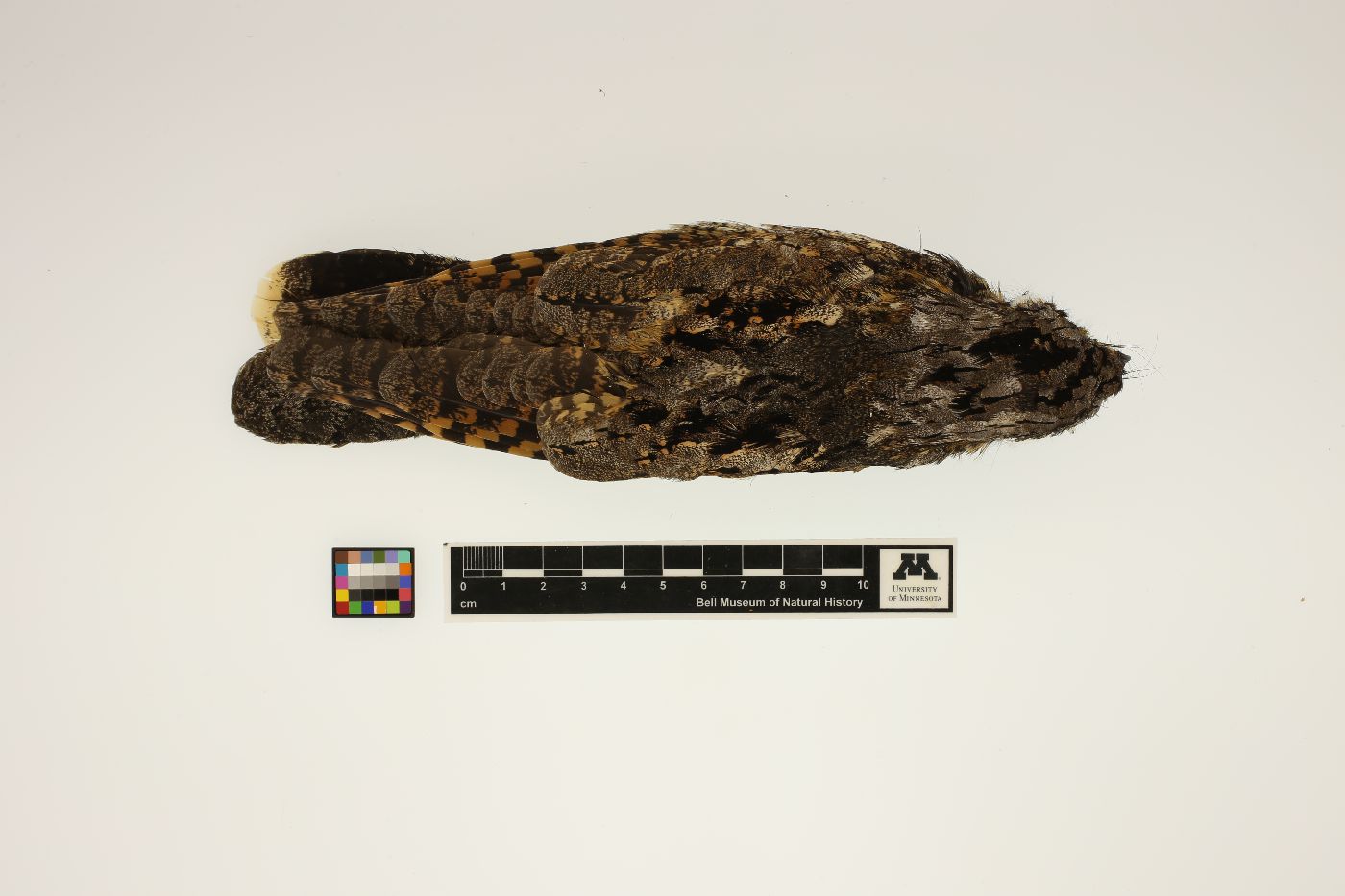 Caprimulgus vociferus image