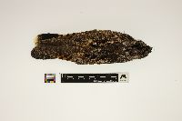 Media resource of Caprimulgus vociferus