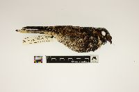 Caprimulgus vociferus image