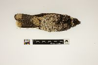 Caprimulgus vociferus image