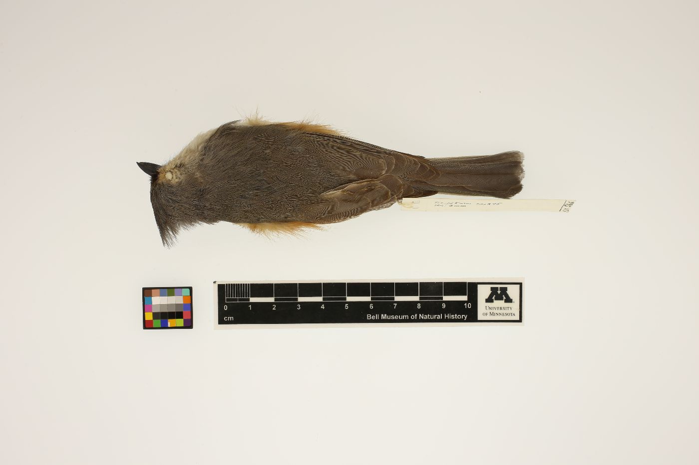 Parus bicolor image