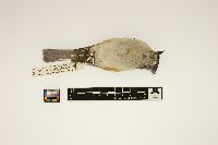 Parus bicolor image