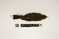 Euphagus carolinus image