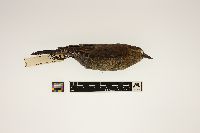 Euphagus carolinus image