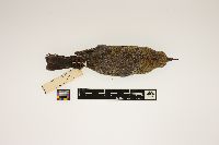 Euphagus carolinus image