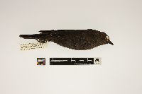 Euphagus cyanocephalus image