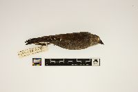 Molothrus ater image