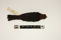 Molothrus ater image