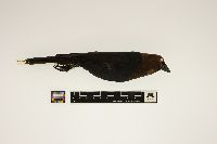 Molothrus ater image