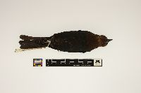 Molothrus ater image