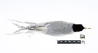Image of Sterna forsteri