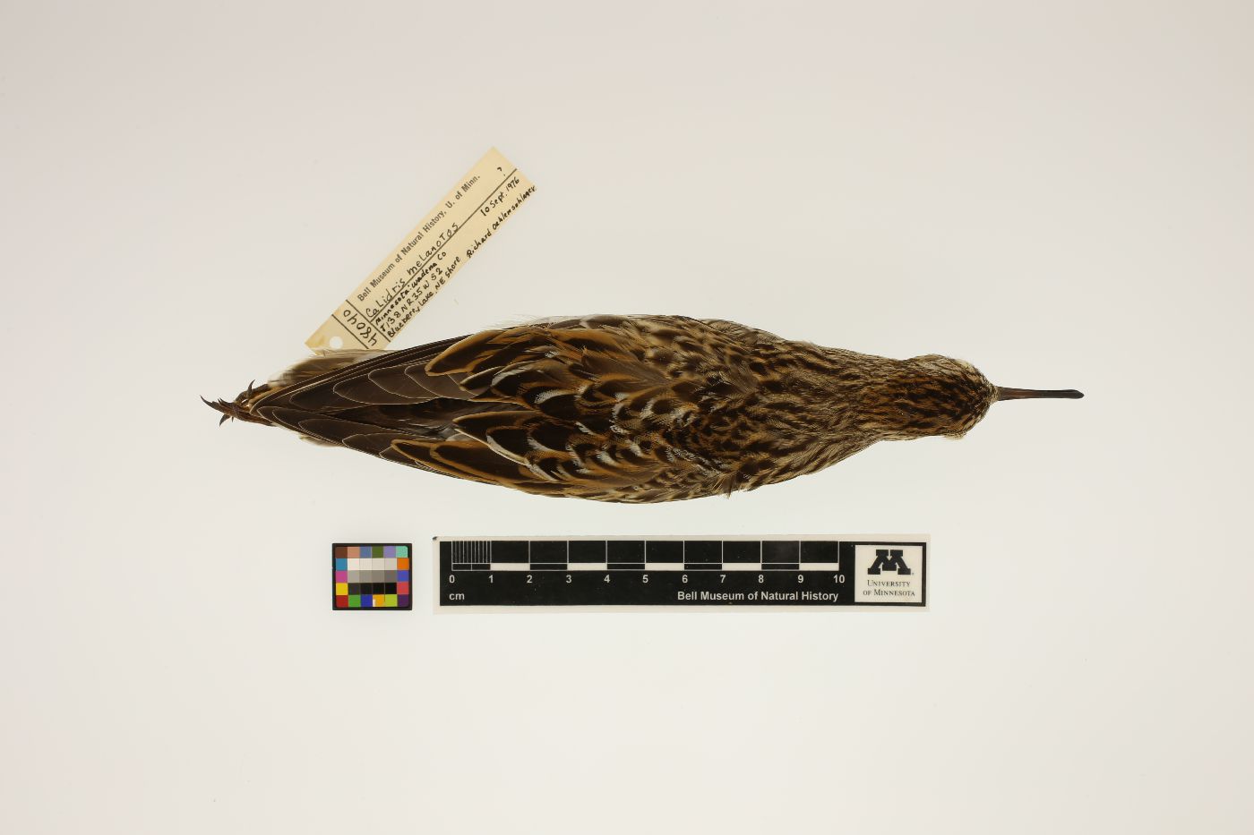 Calidris melanotos image