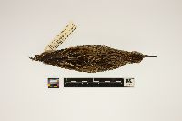 Image of Calidris melanotos