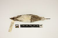Calidris melanotos image