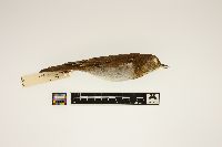 Catharus fuscescens image