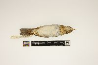 Catharus fuscescens image