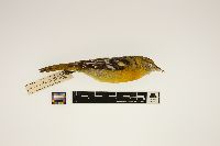 Icterus galbula image
