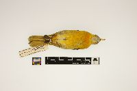 Icterus galbula image