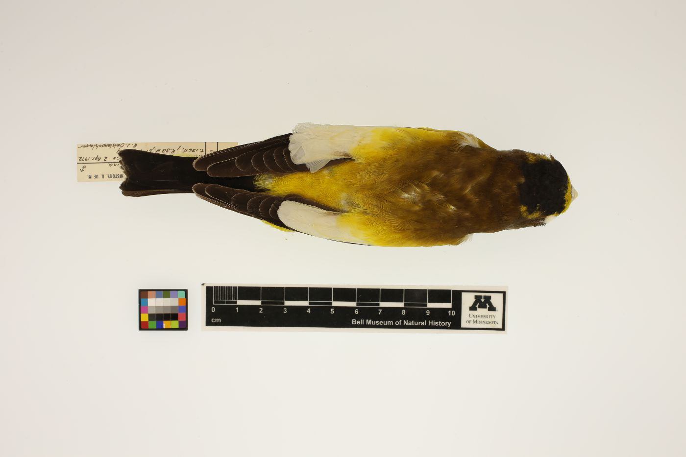 Coccothraustes vespertinus image