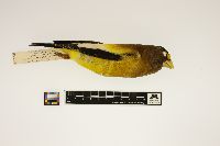 Coccothraustes vespertinus image