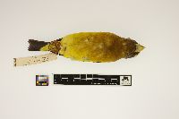 Coccothraustes vespertinus image