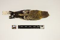 Coccothraustes vespertinus image