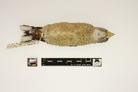 Coccothraustes vespertinus image
