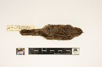 Image of Pooecetes gramineus