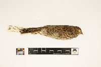 Pooecetes gramineus image