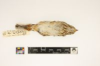 Pooecetes gramineus image
