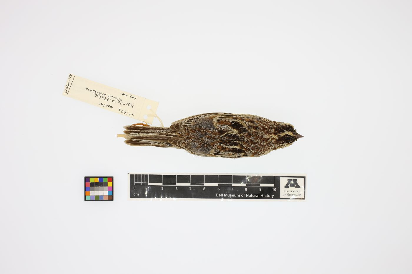 Ammodramus savannarum image