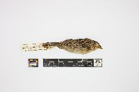 Ammodramus savannarum image