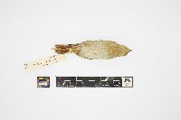 Ammodramus savannarum image