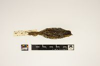 Image of Ammodramus caudacutus