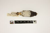 Thumbnail image of current specimen