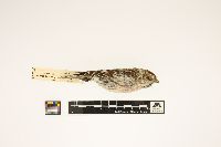 Carduelis hornemanni image