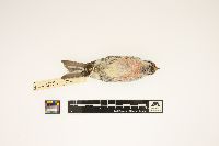 Carduelis hornemanni image