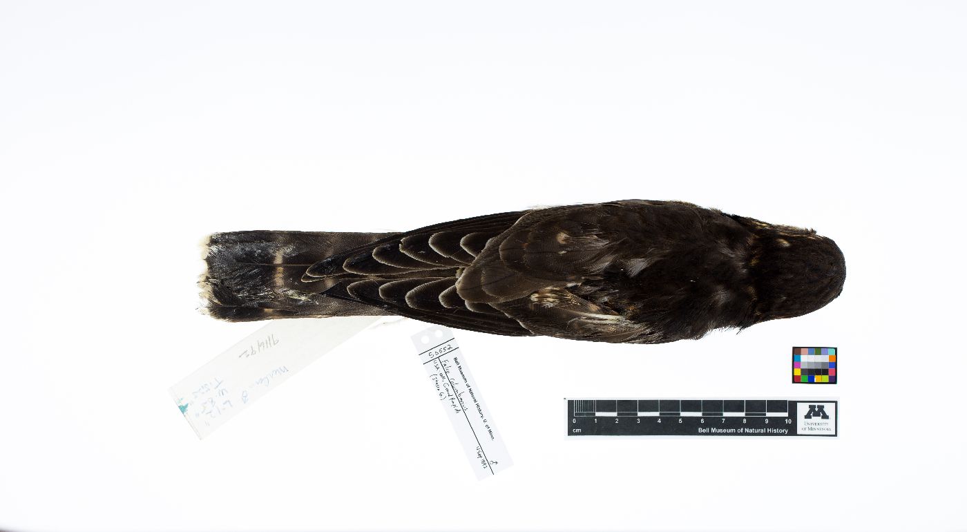Falco columbarius image